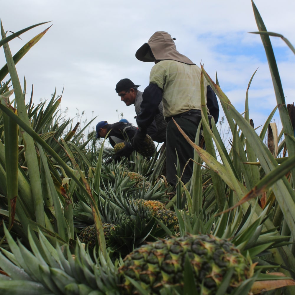 workerinourpineapplefarm